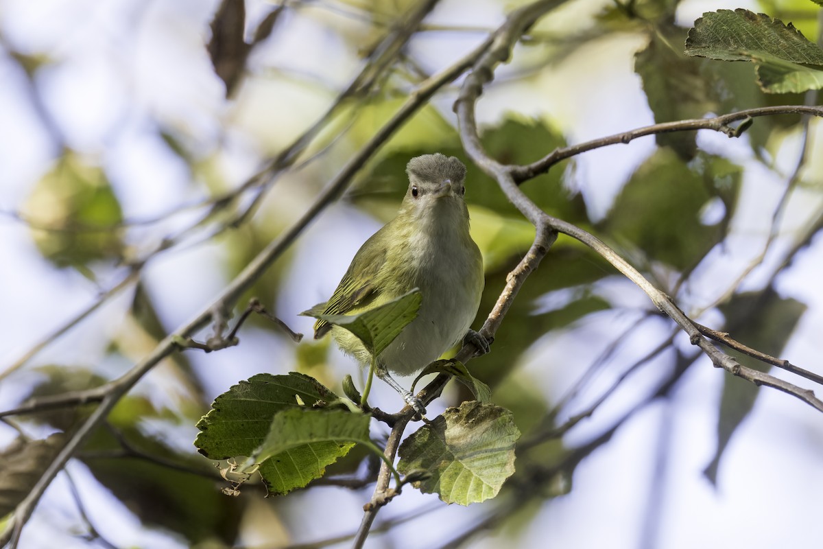 Yellow-green Vireo - ML643700598