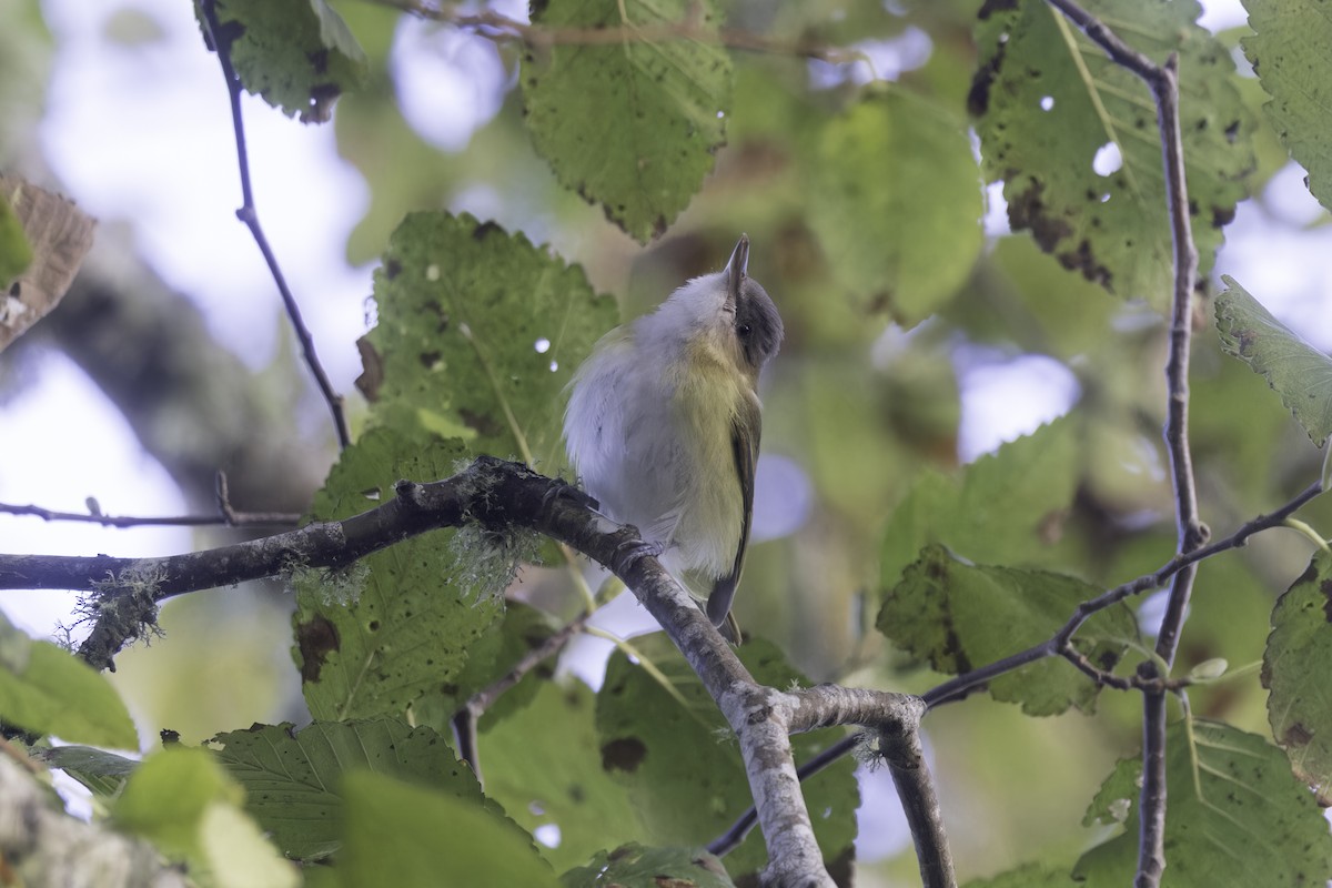Yellow-green Vireo - ML643700599