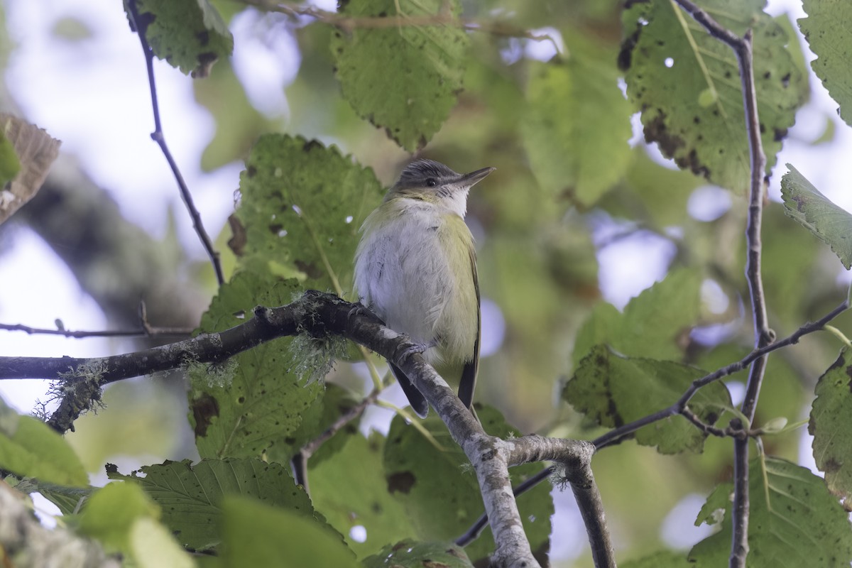 Yellow-green Vireo - ML643700600