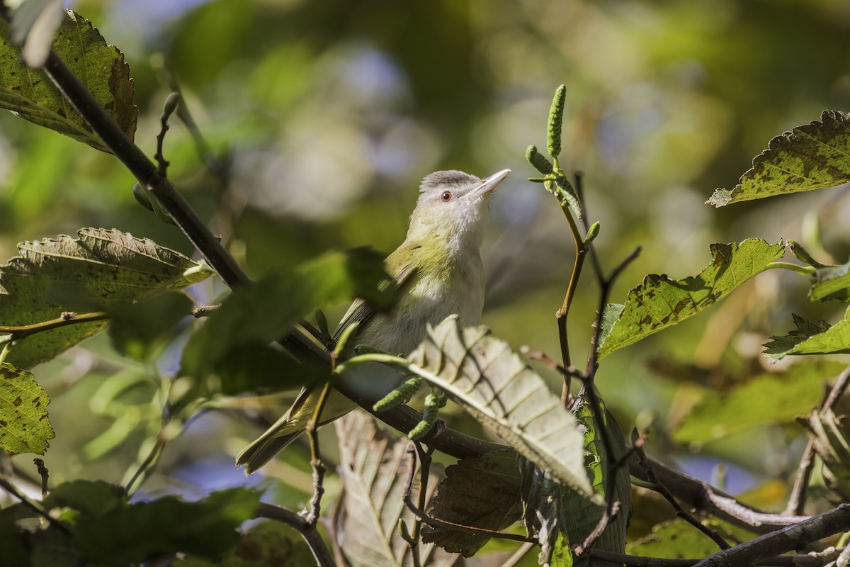 Yellow-green Vireo - ML643700601