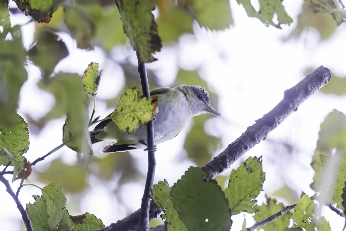 Yellow-green Vireo - ML643700602