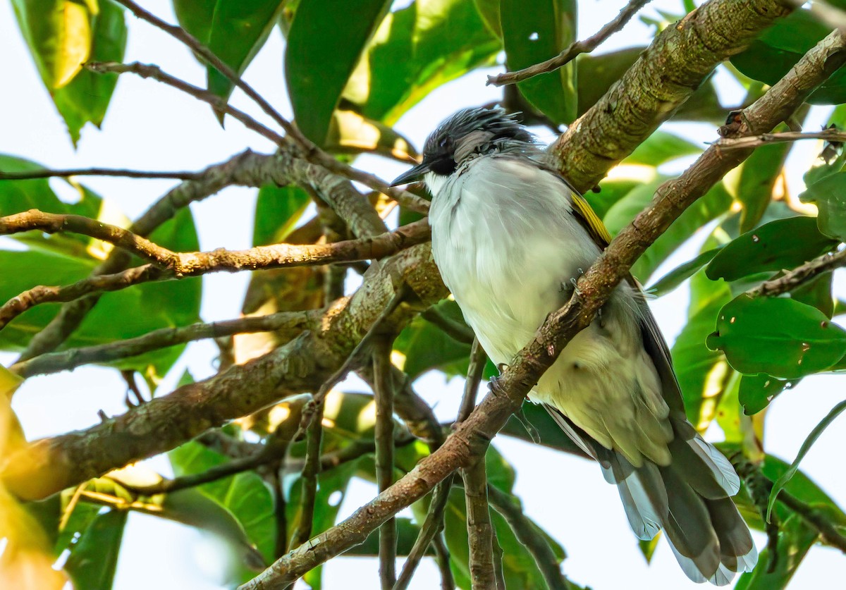 Ashy Bulbul - ML643700626