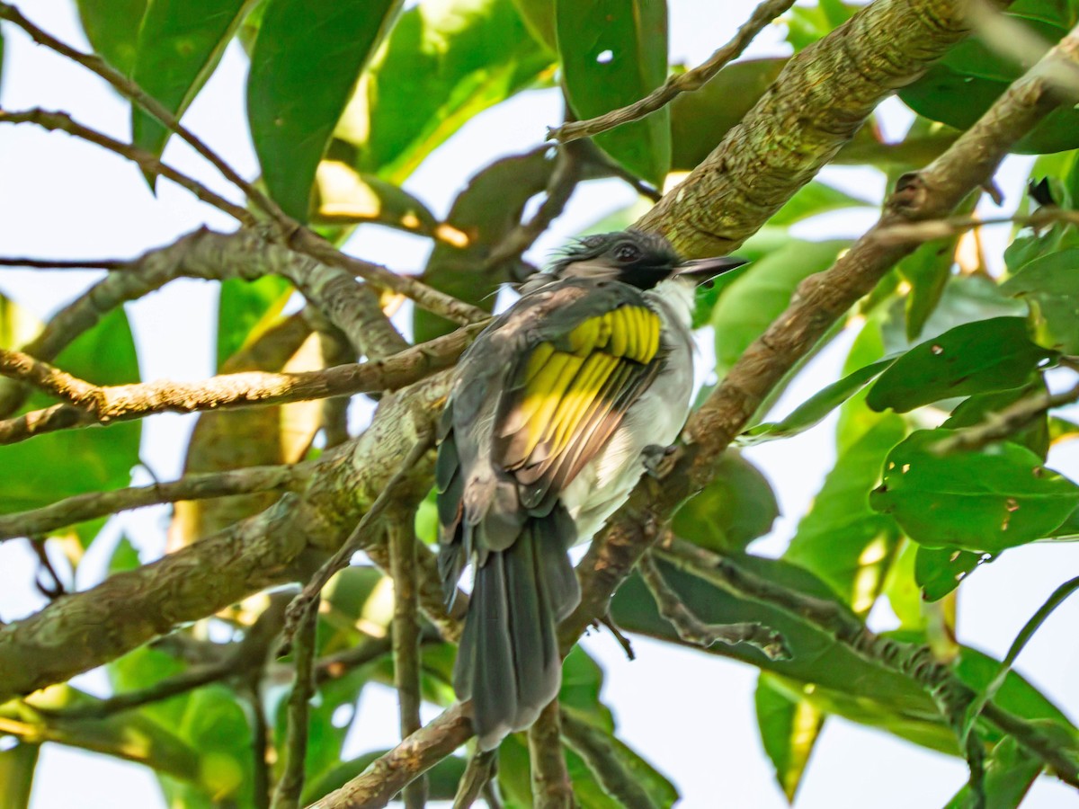 Ashy Bulbul - ML643700627