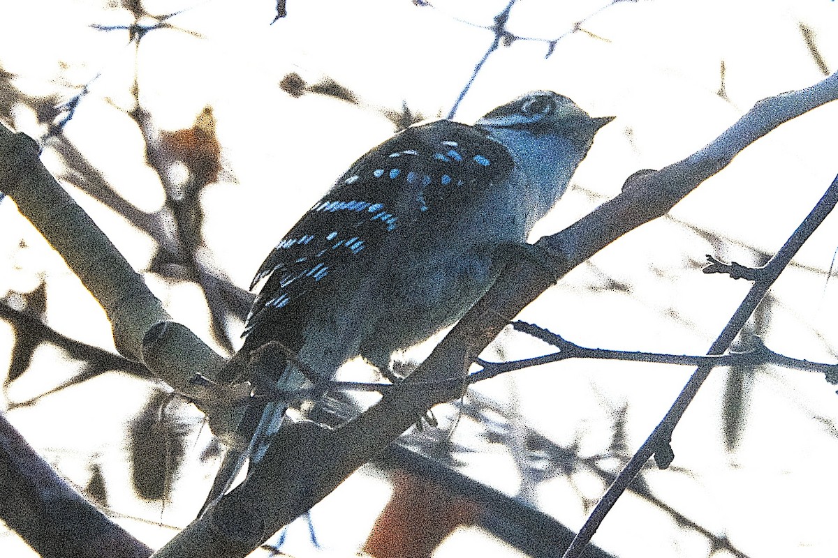 セジロコゲラ - ML643700630