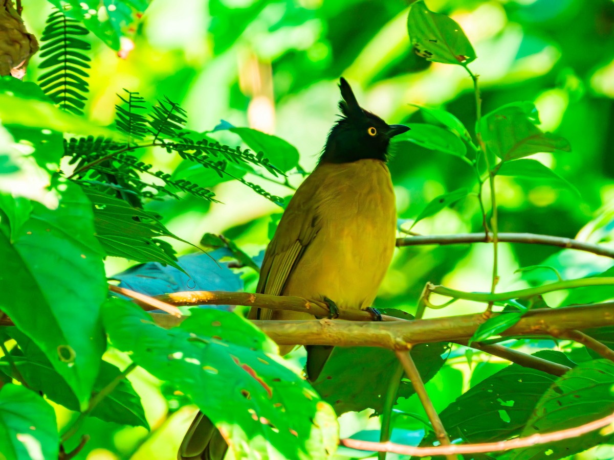 Black-crested Bulbul - ML643700634