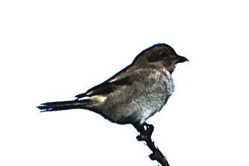 オオモズ - ML643700643