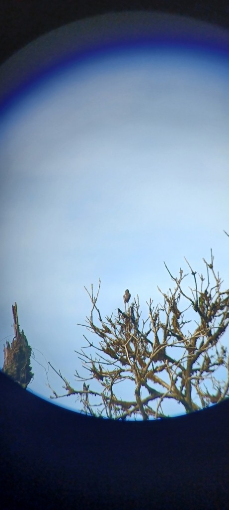 Western/Eastern Wood-Pewee - ML643700648