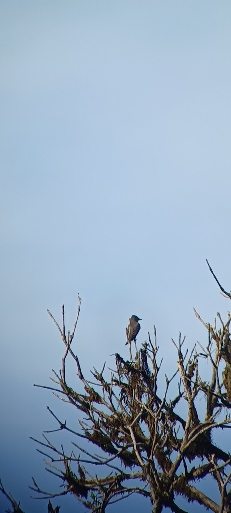 Western/Eastern Wood-Pewee - ML643700649