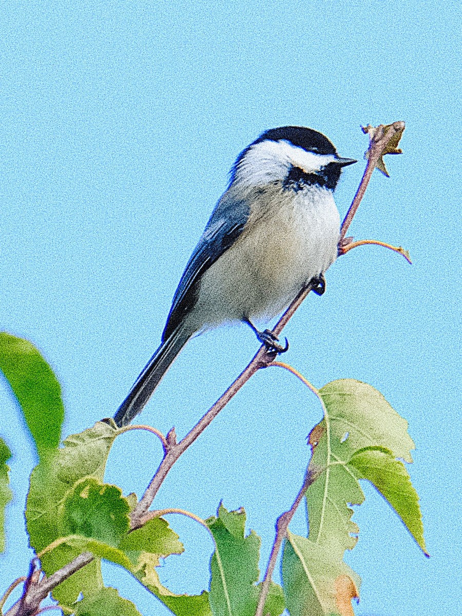 アメリカコガラ - ML643700658