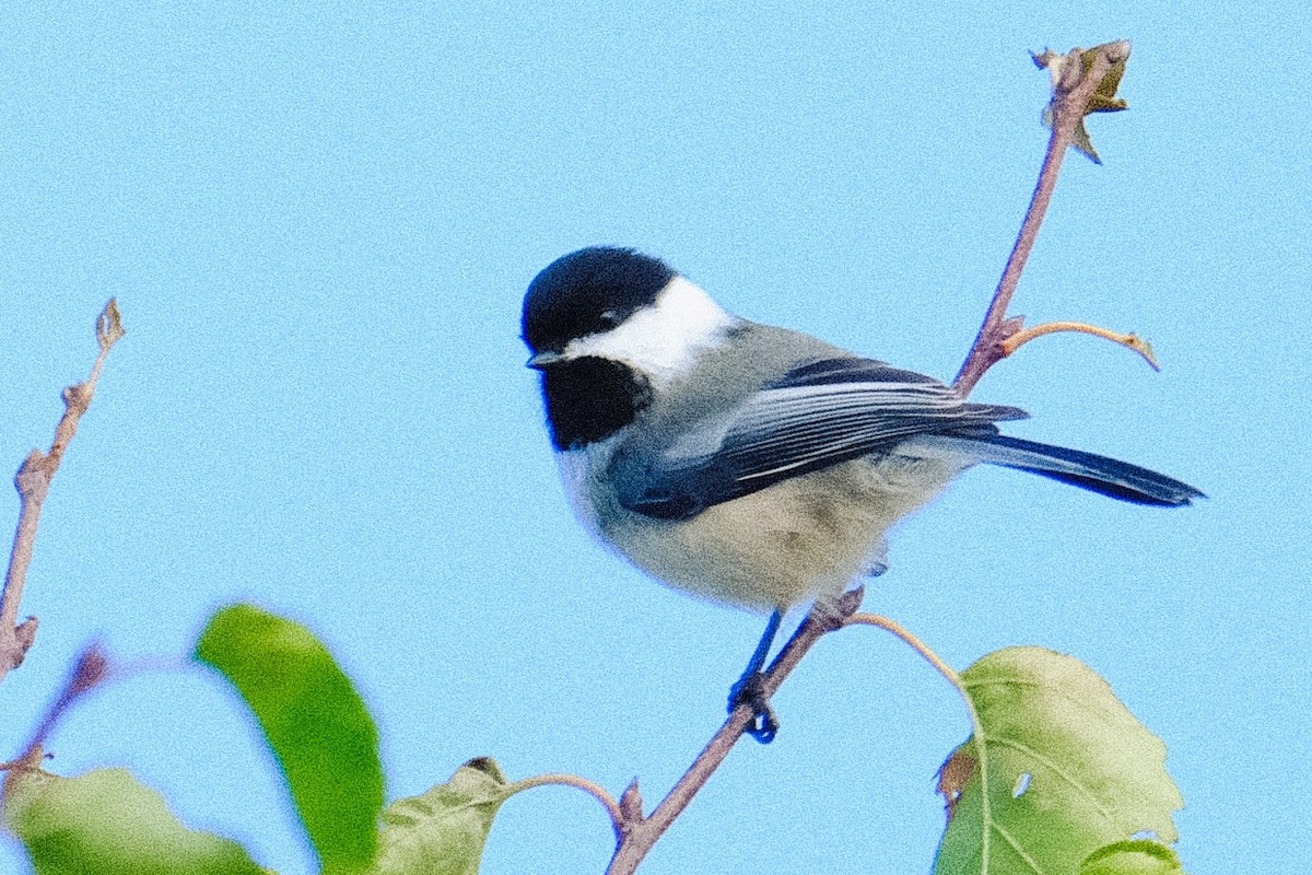 アメリカコガラ - ML643700671