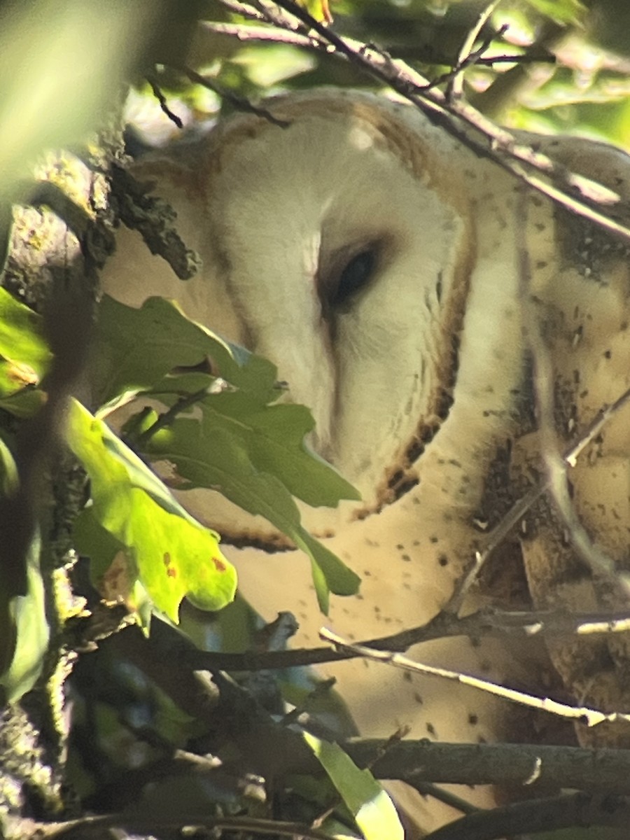 American Barn Owl - ML643700672