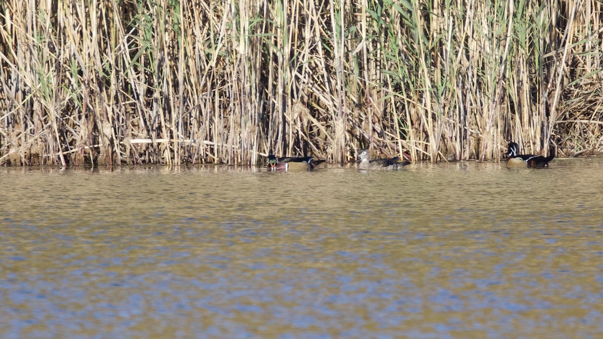 Wood Duck - ML643700693