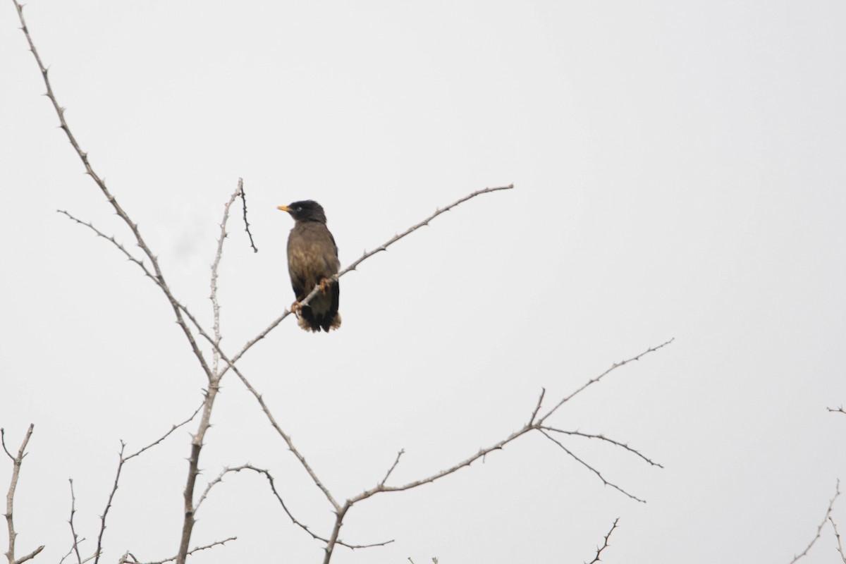 Jungle Myna - ML643700701