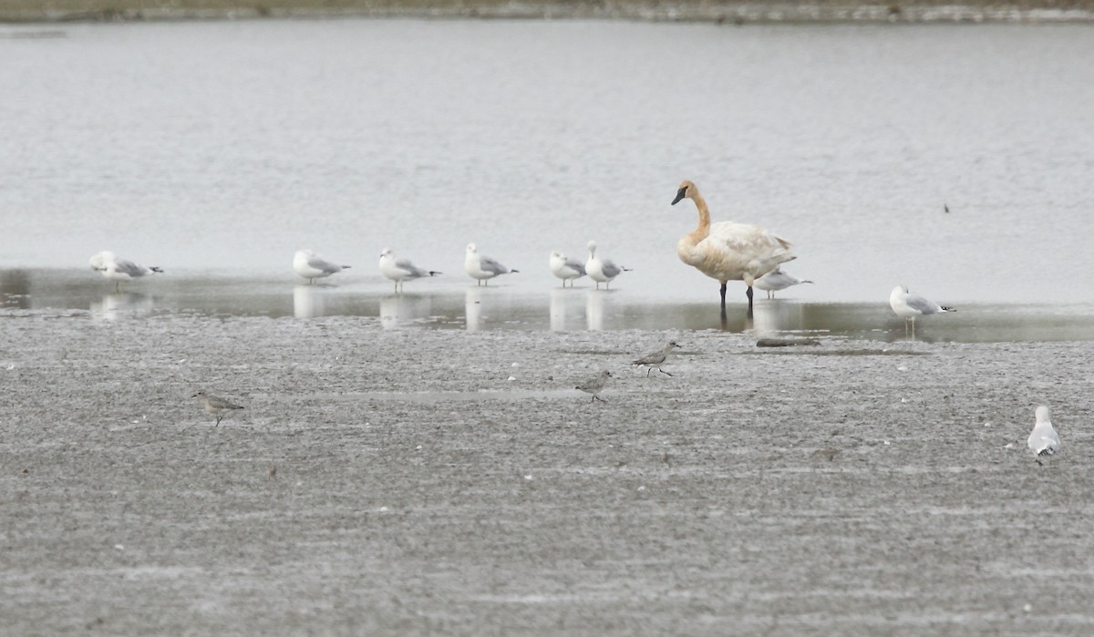 Trumpeter Swan - ML643700703