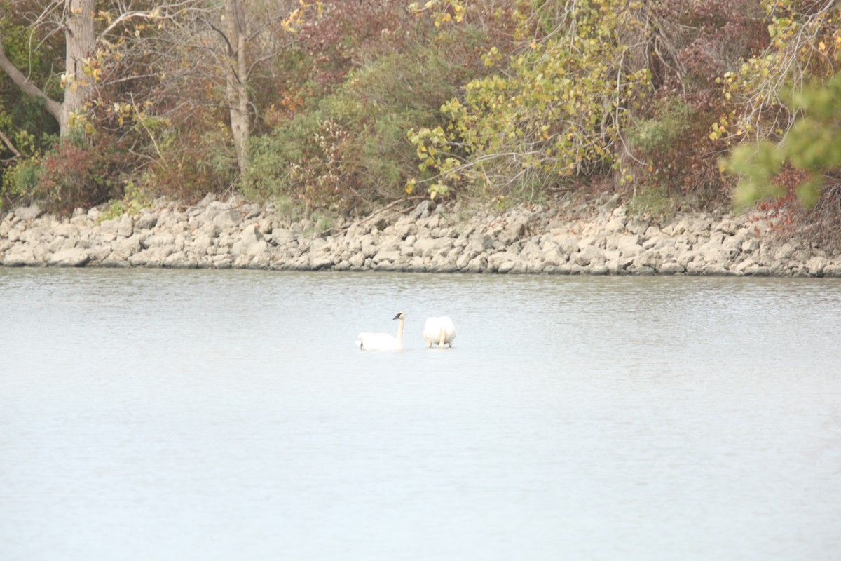 Trumpeter Swan - ML643700704