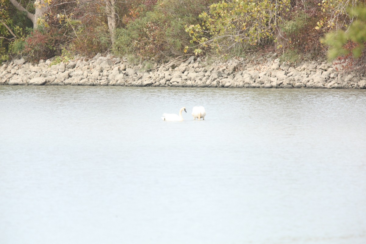 Trumpeter Swan - ML643700705