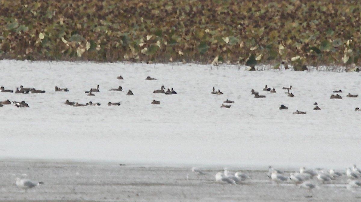 American Wigeon - ML643700735