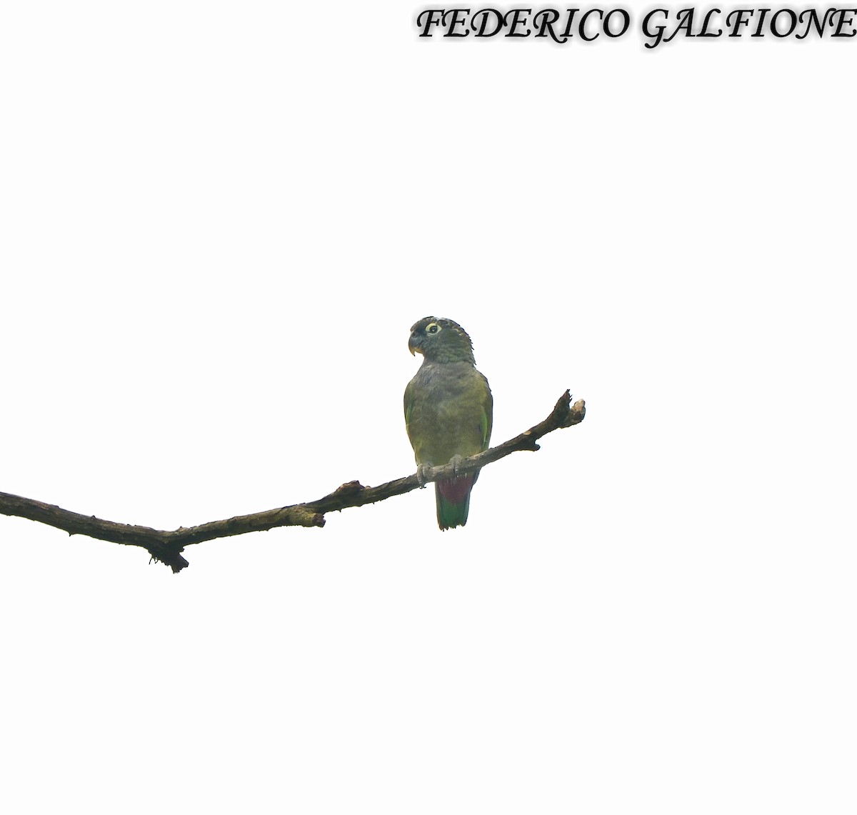 Scaly-headed Parrot - ML643700746