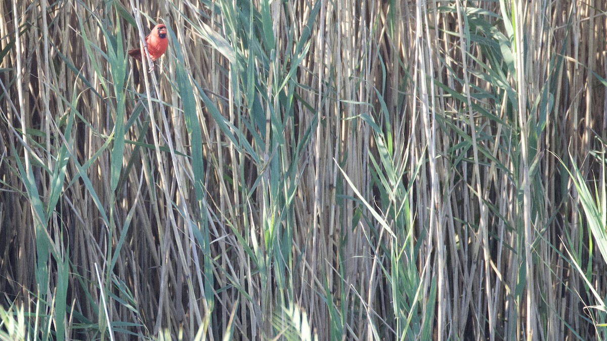 Northern Cardinal - ML643700758
