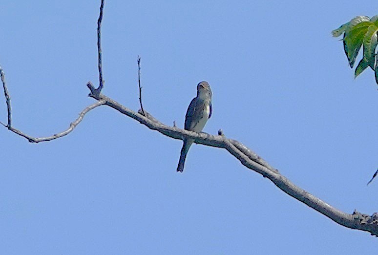 tyranovec severský - ML643700781