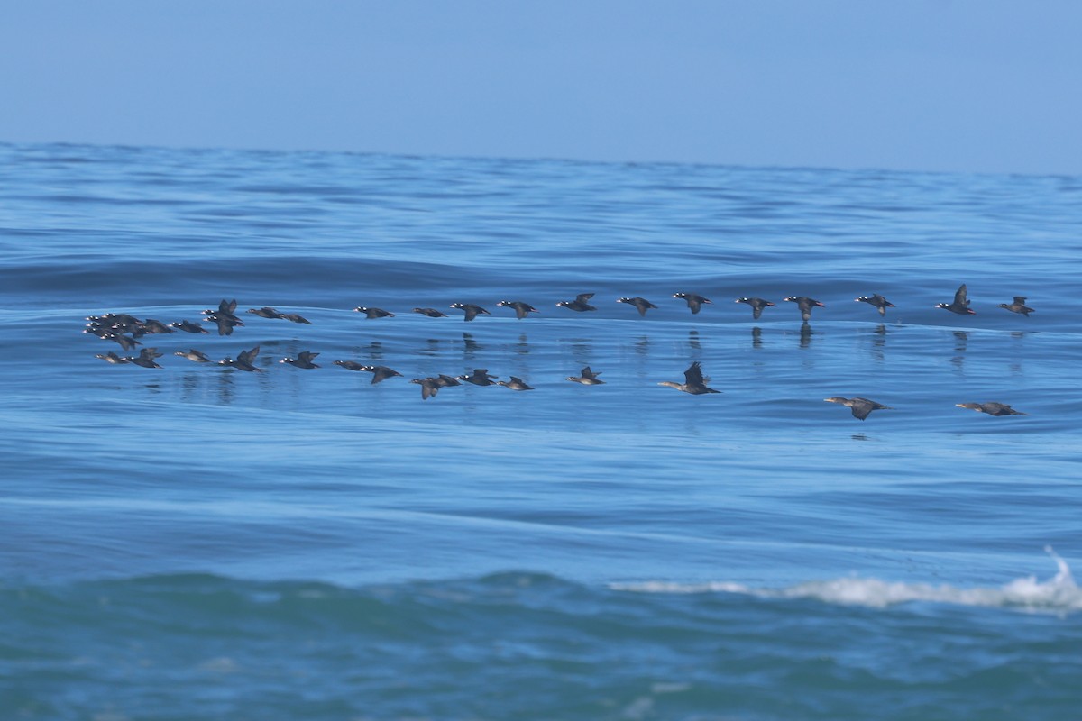 Surf Scoter - ML643700782