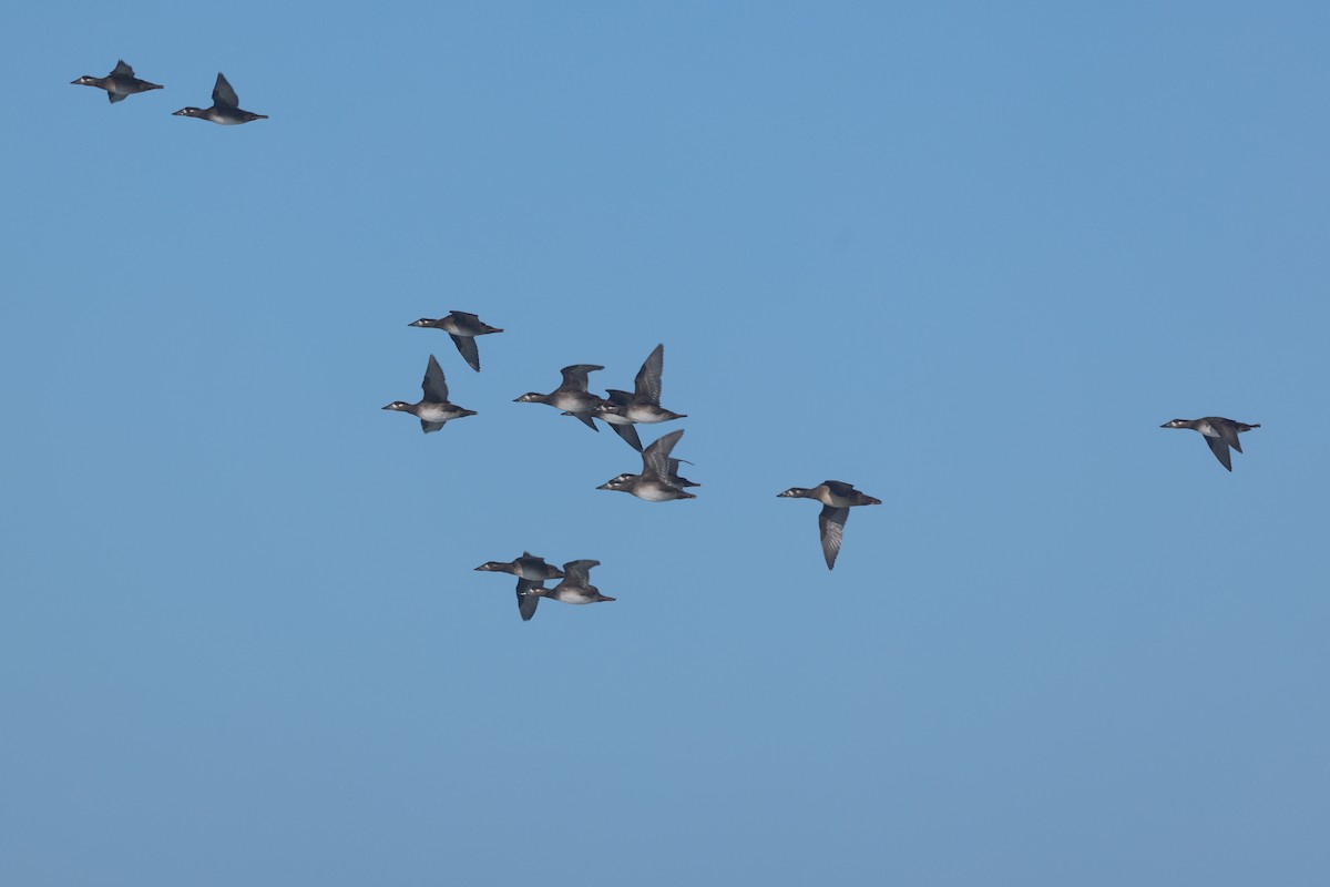 Surf Scoter - ML643700784