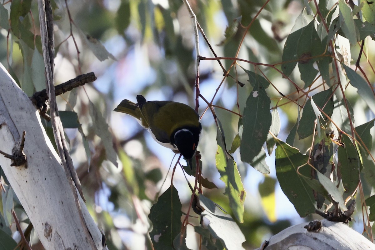 White-naped Honeyeater - ML643700788