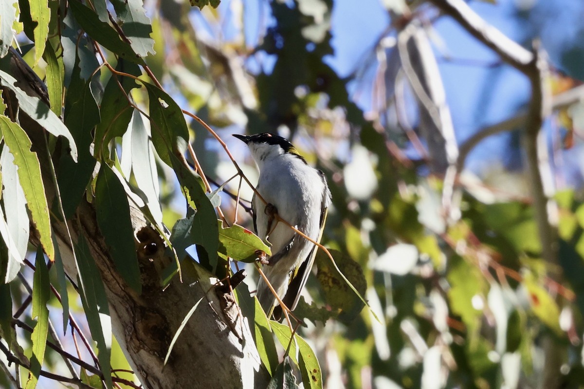 White-naped Honeyeater - ML643700789
