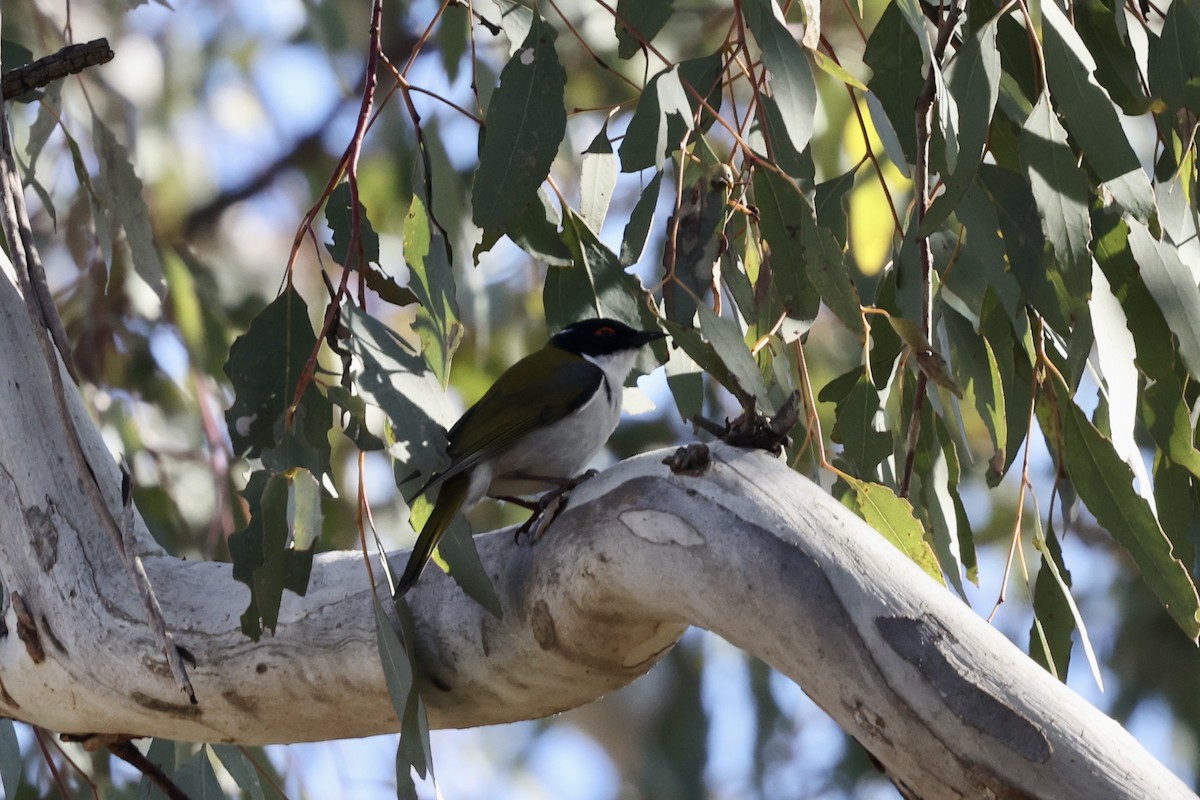 White-naped Honeyeater - ML643700790