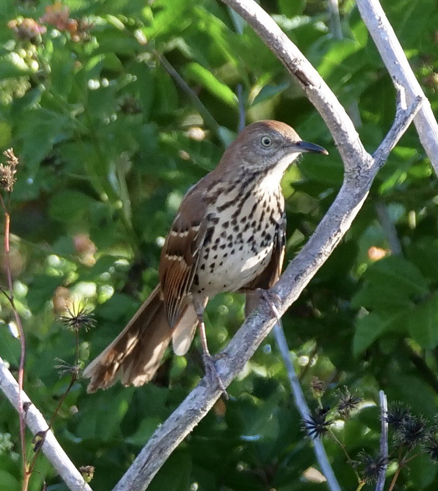 Brown Thrasher - ML643700800