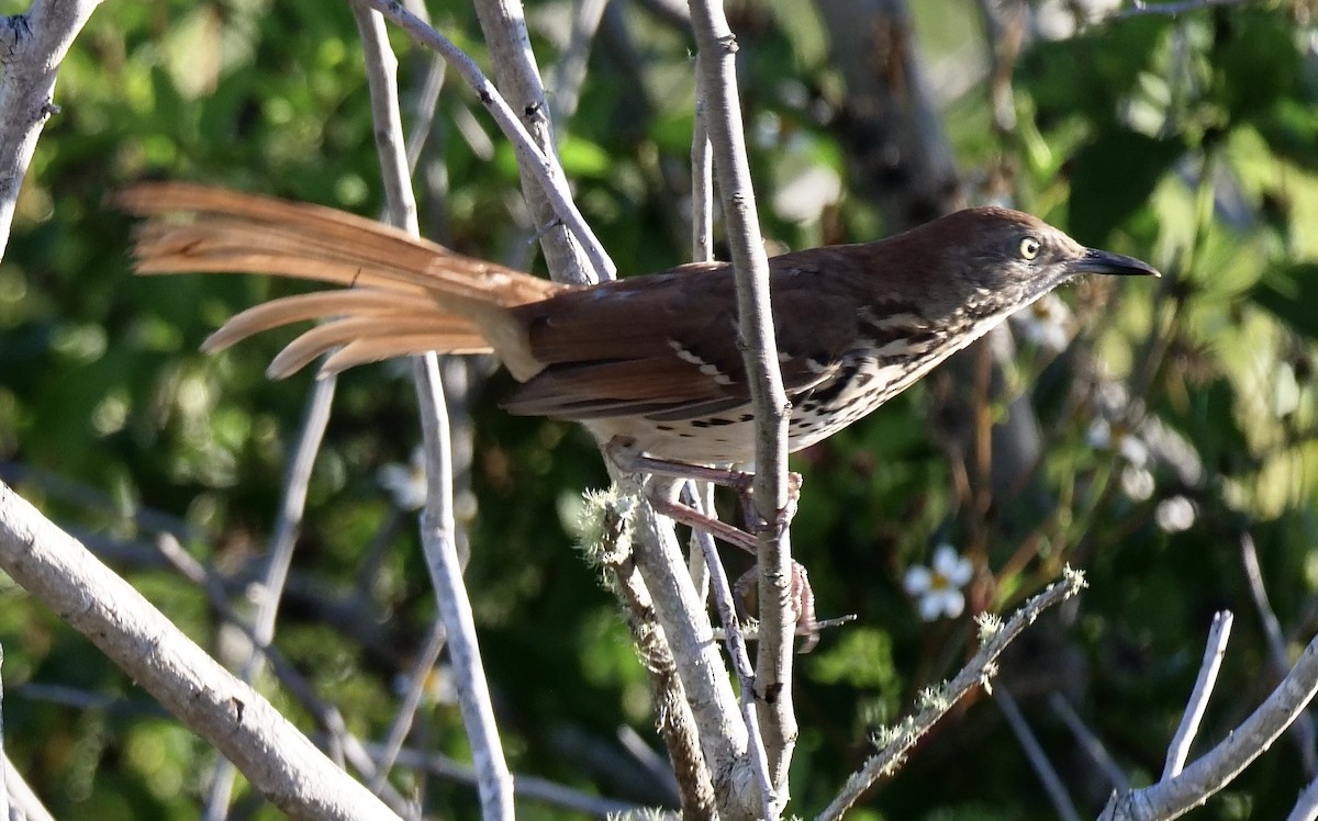 Brown Thrasher - ML643700801