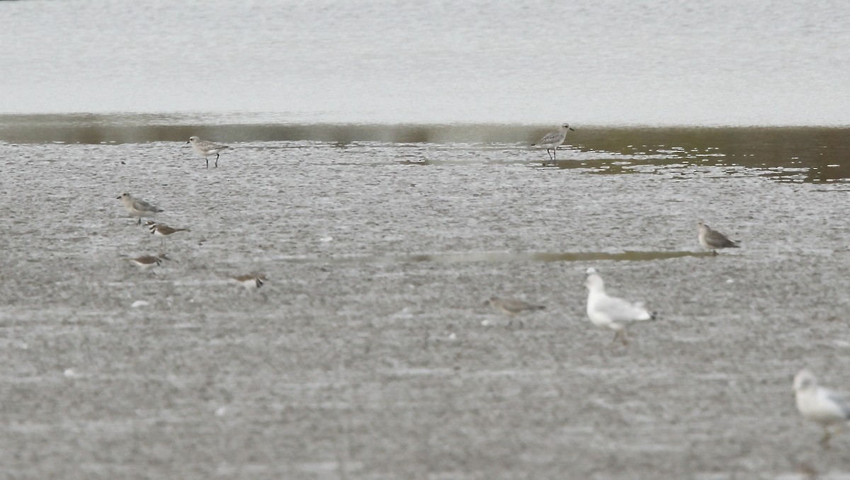 American Golden-Plover - ML643700807