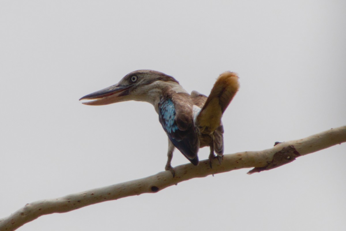 Blue-winged Kookaburra - ML643700821