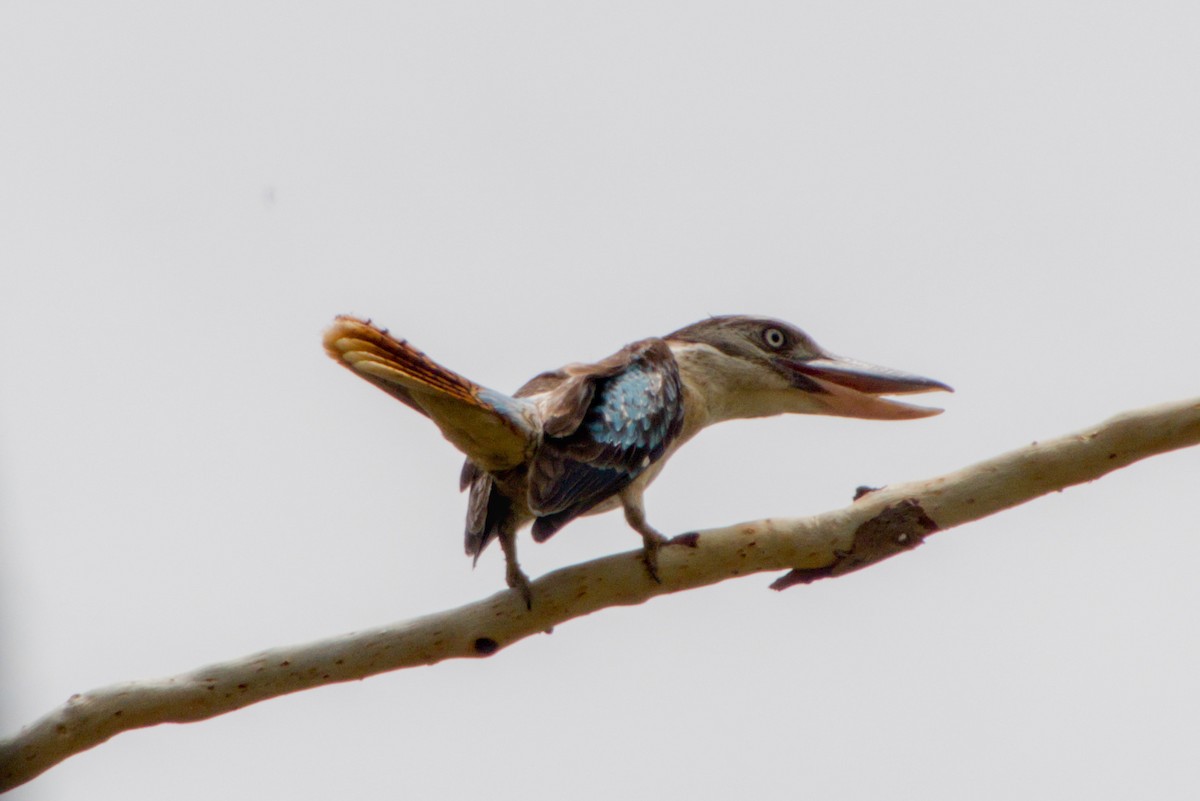 Blue-winged Kookaburra - ML643700822
