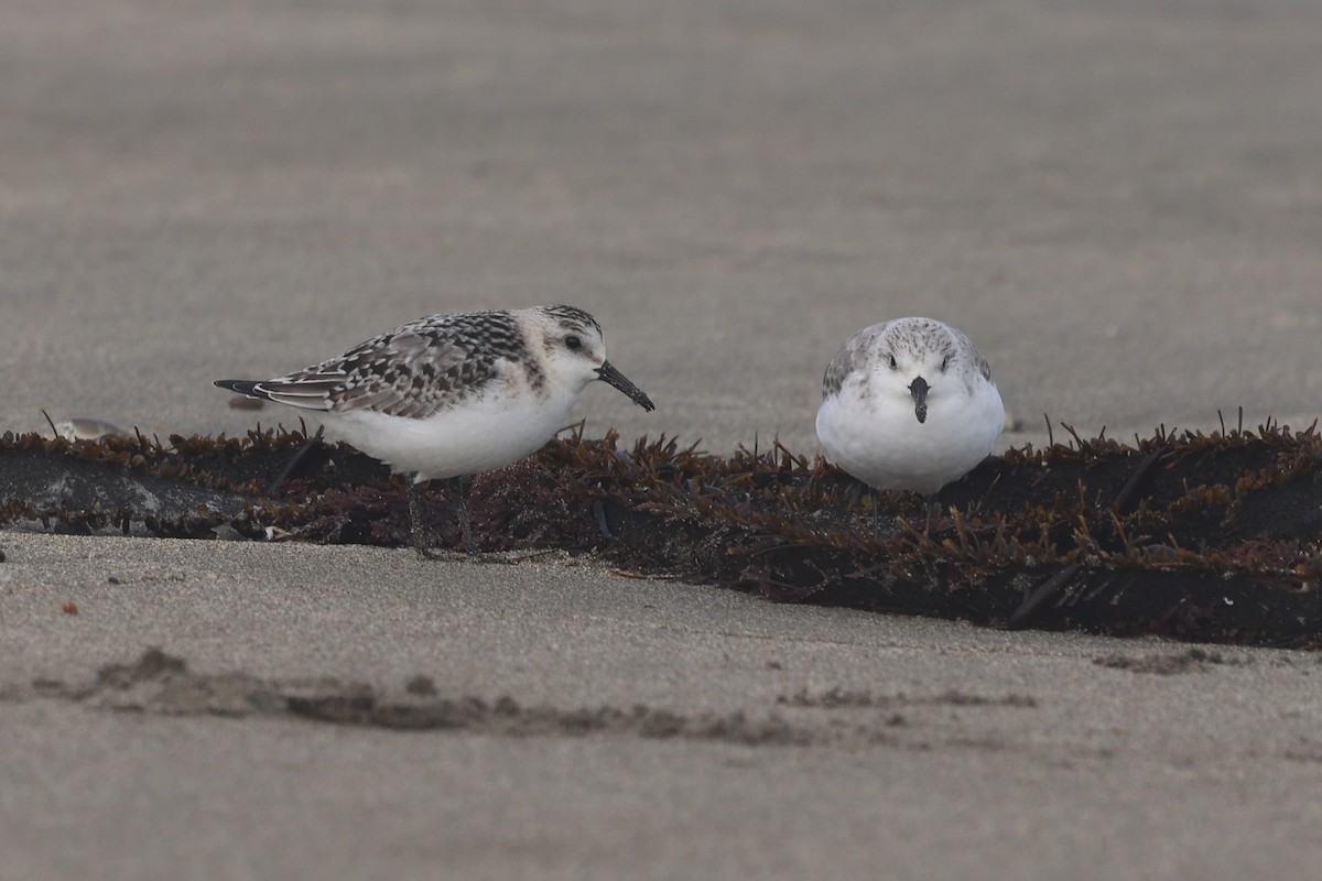 Bécasseau sanderling - ML643700827