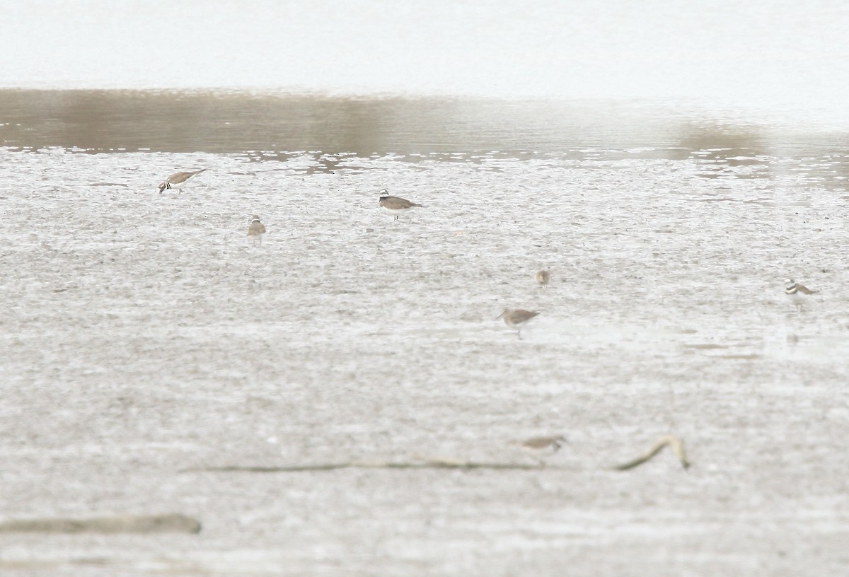 Killdeer - ML643700829