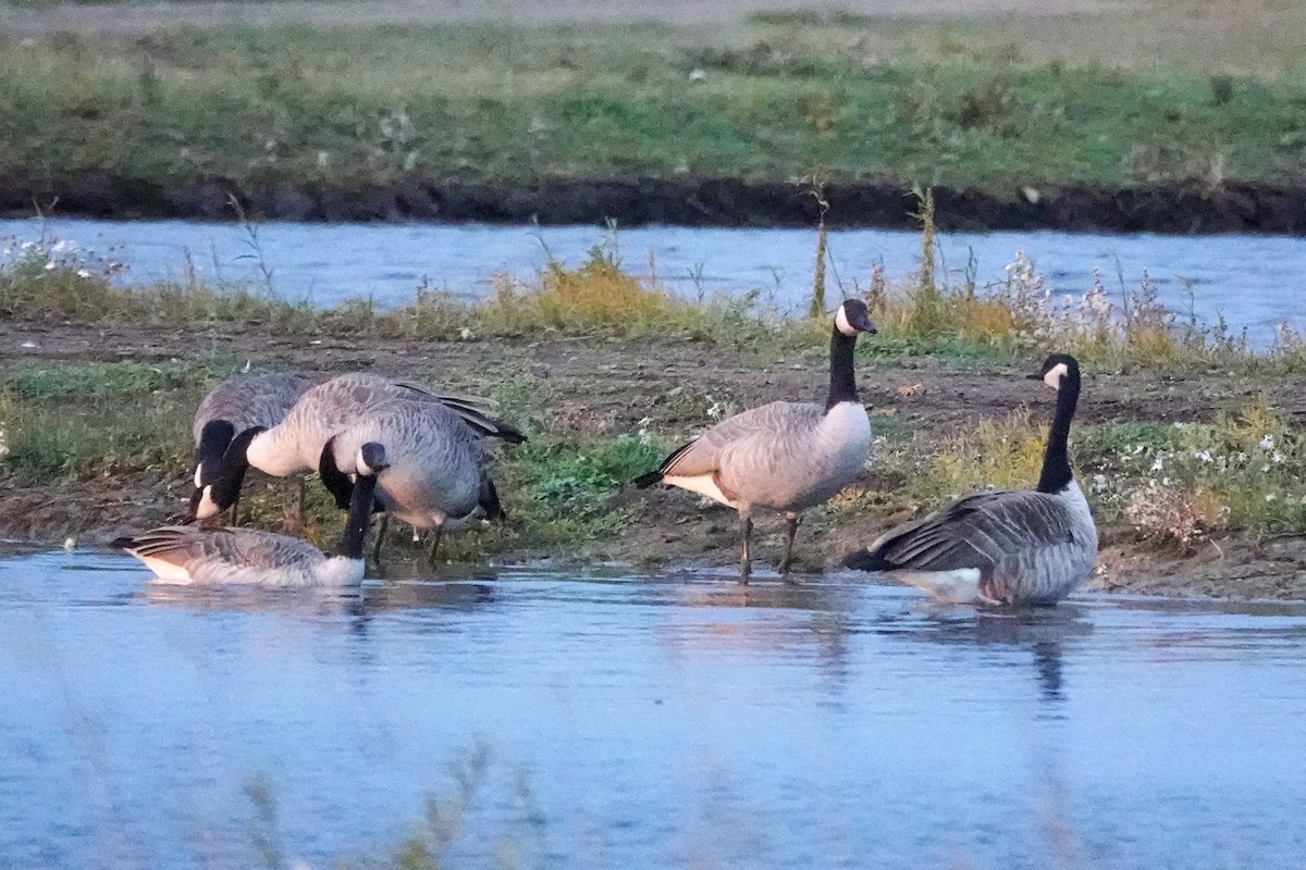 Canada Goose - ML643700831