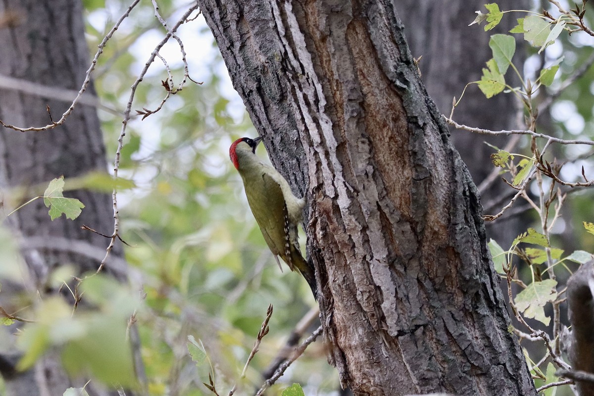 Eurasian Green Woodpecker - ML643700832