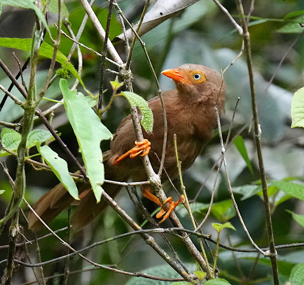 Orange-billed Babbler - ML643700840