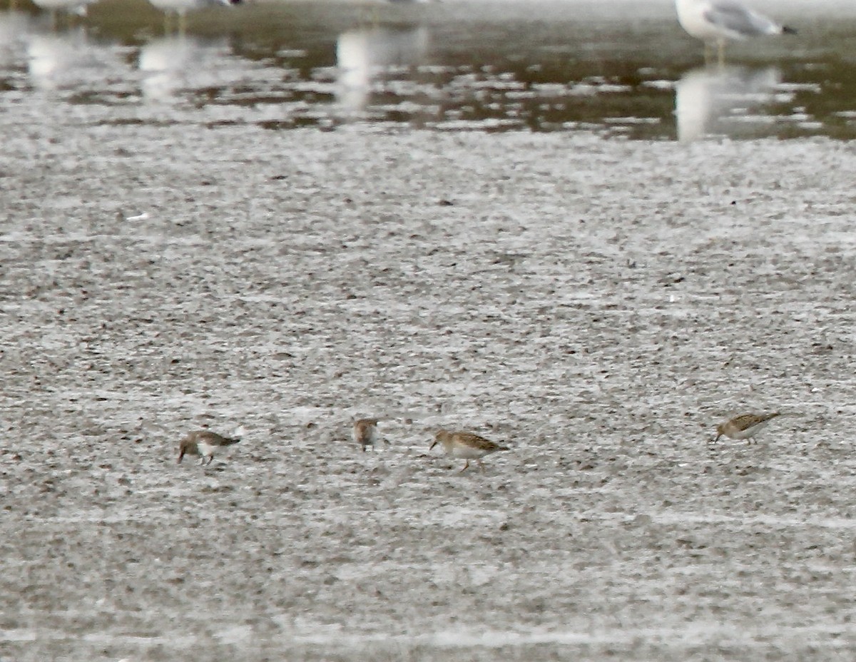 Least Sandpiper - ML643700856