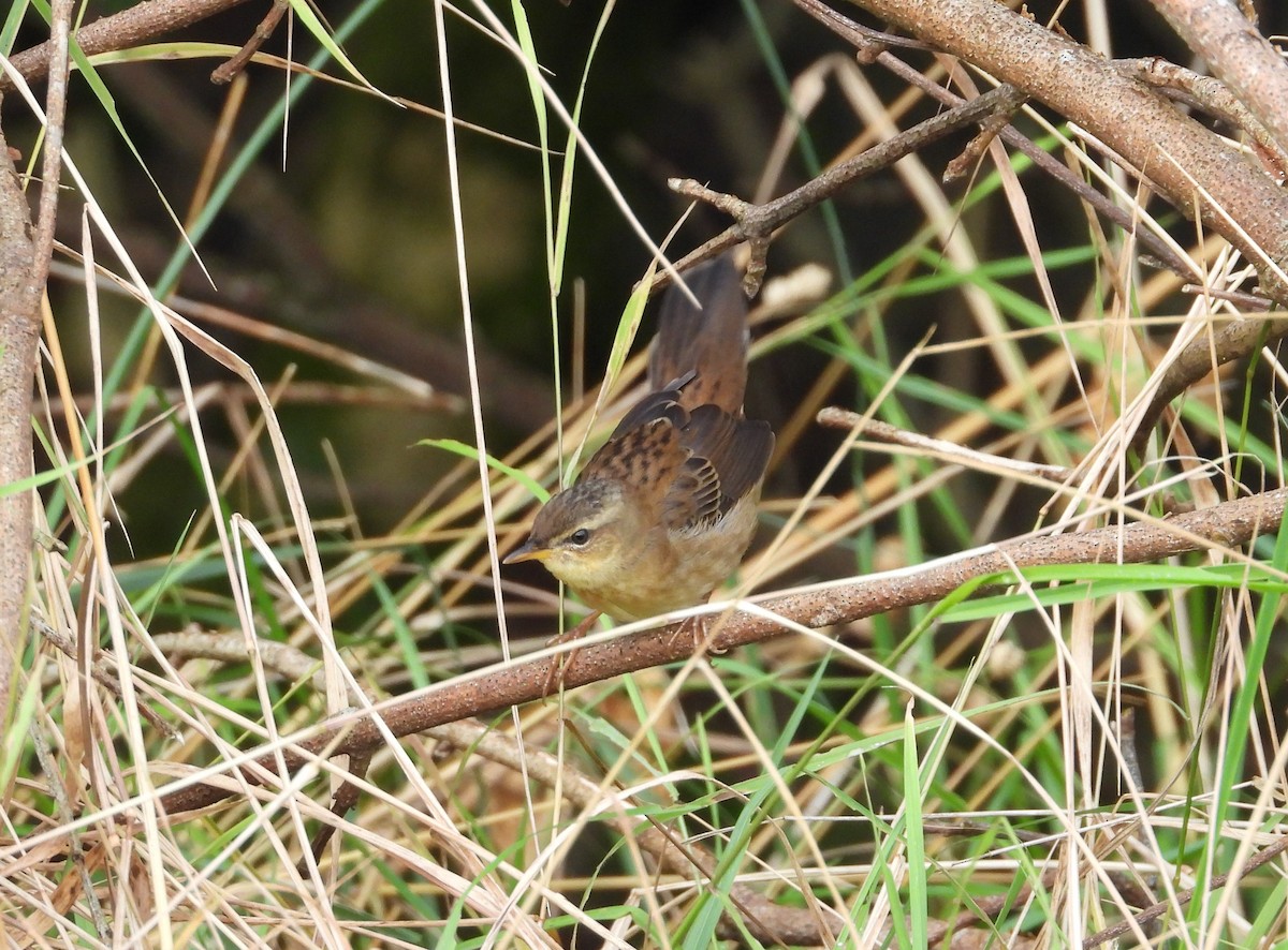 シベリアセンニュウ - ML643700860