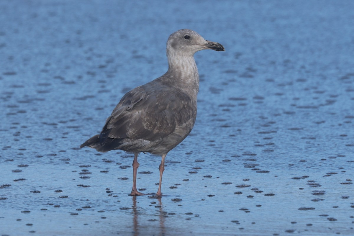 Hybride Goéland d'Audubon x G. à ailes grises - ML643700865
