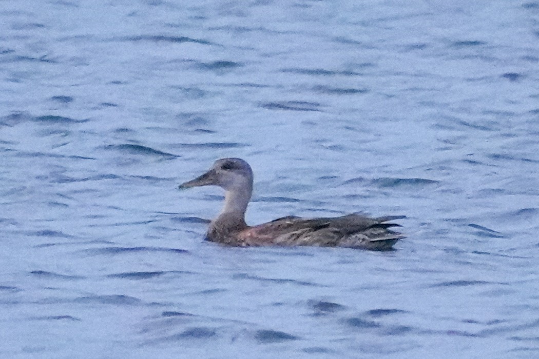 Gadwall - ML643700867