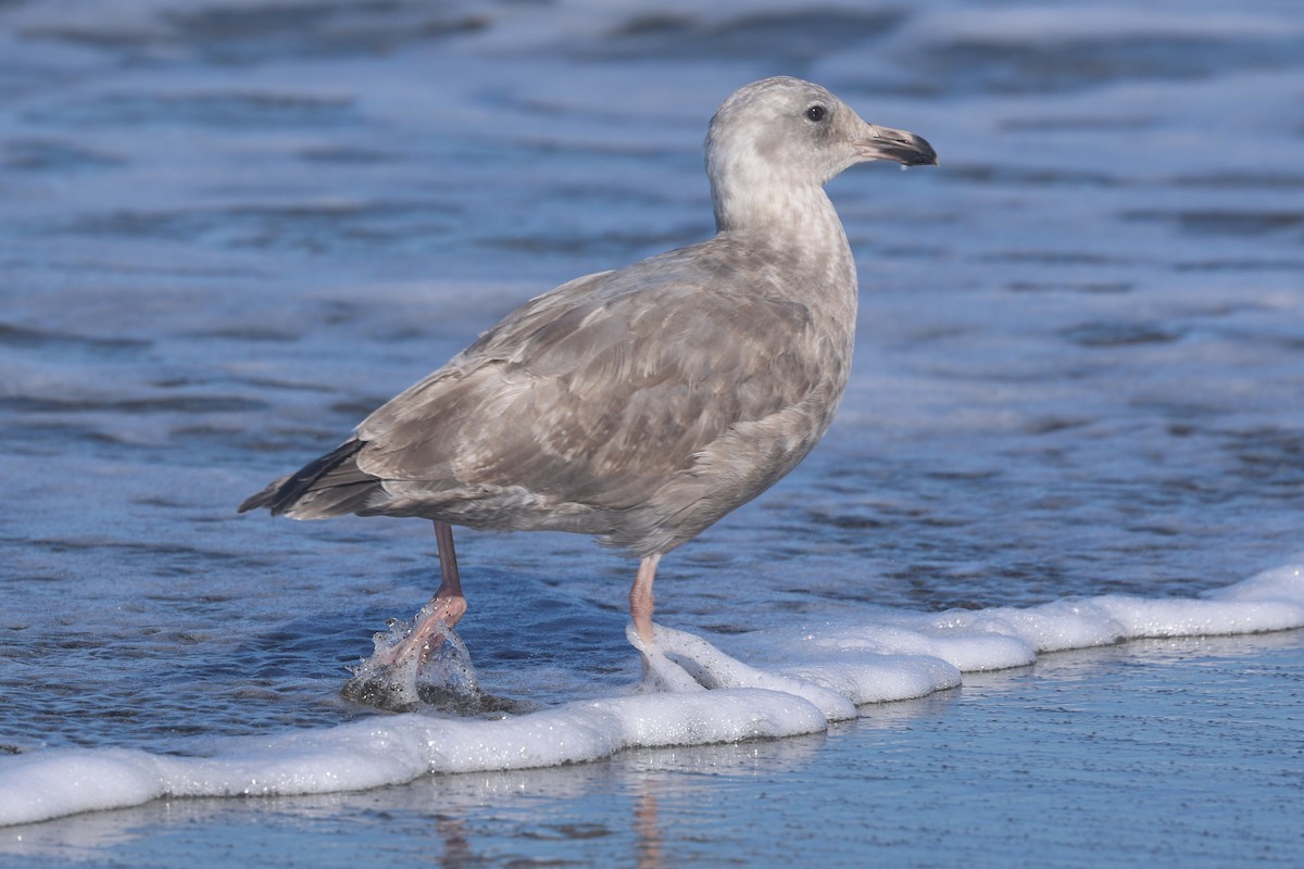 Hybride Goéland d'Audubon x G. à ailes grises - ML643700868