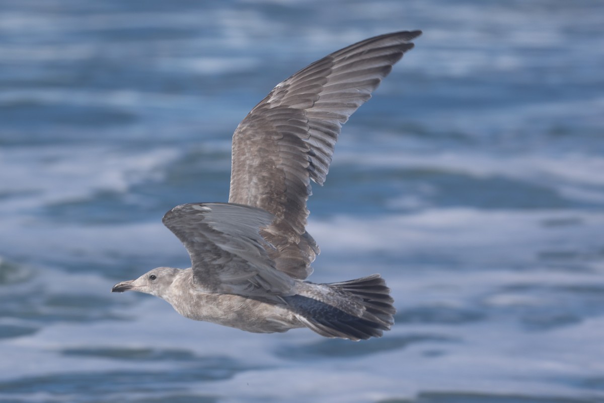 Hybride Goéland d'Audubon x G. à ailes grises - ML643700871