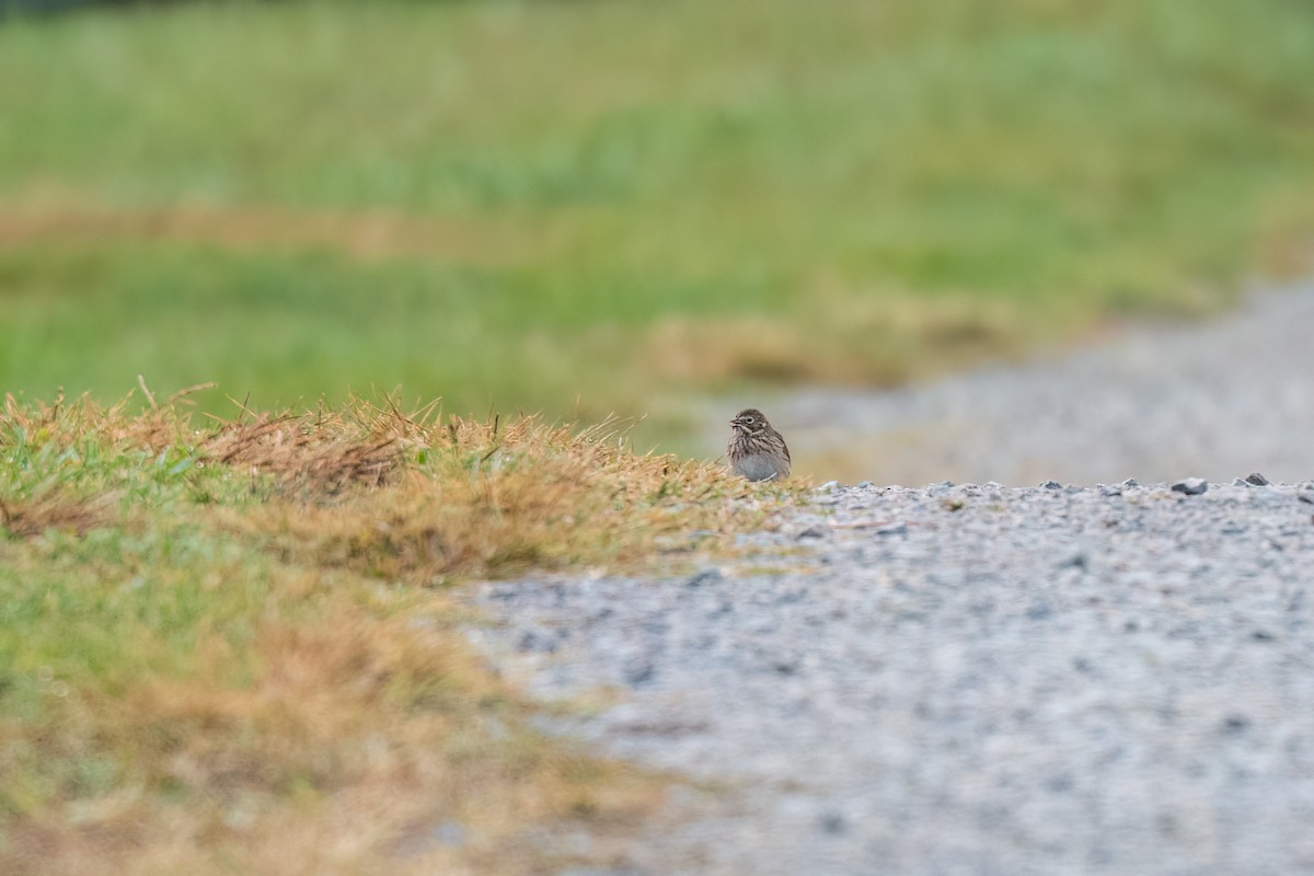 Vesper Sparrow - ML643700872