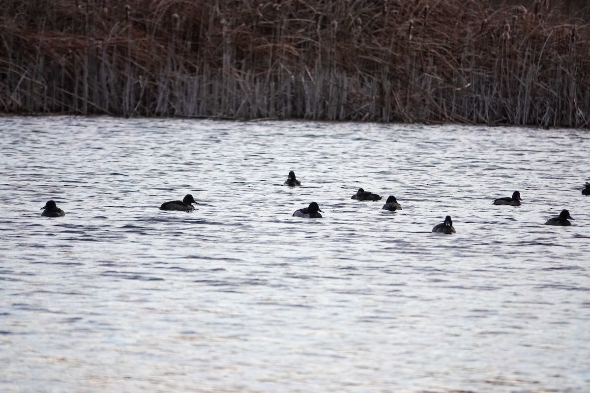 Ring-necked Duck - ML643700884