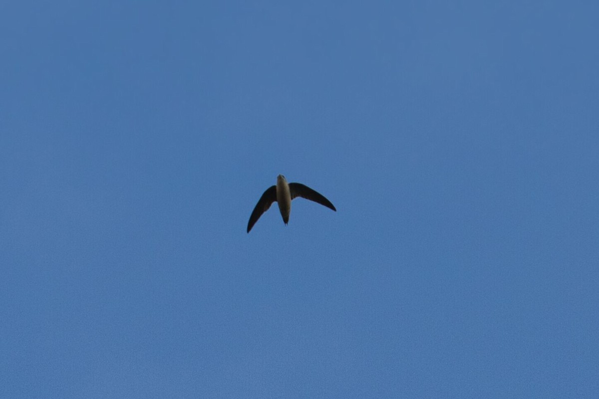 Chimney Swift - ML643700949