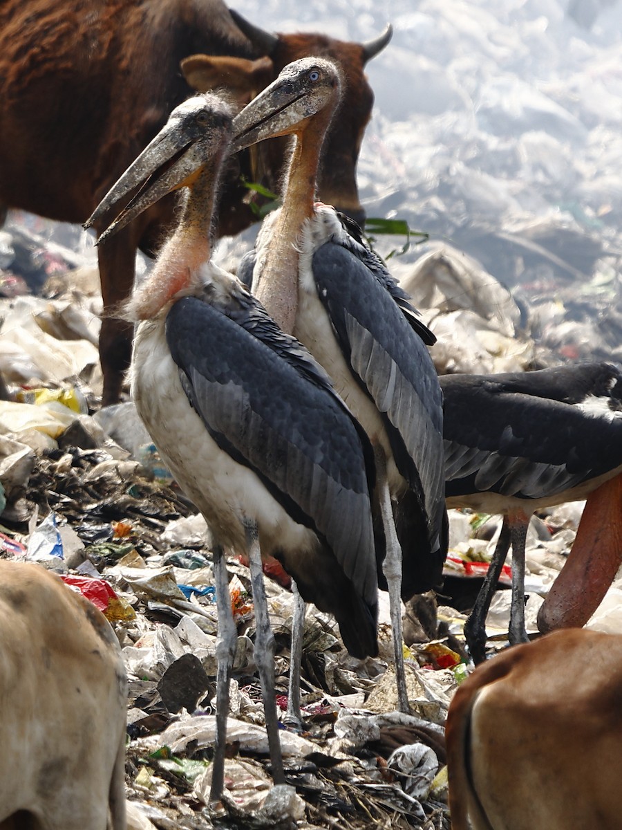 Greater Adjutant - ML643700964