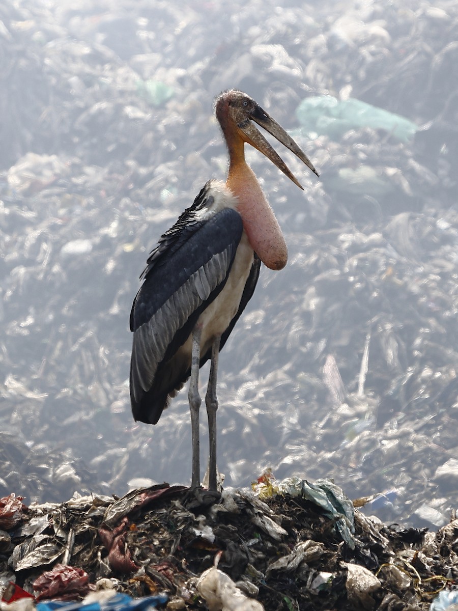 Greater Adjutant - ML643700965